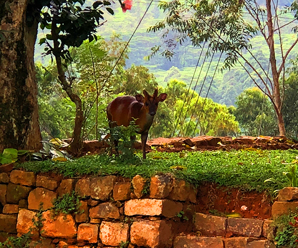 Rockbourne Bungalow, Bungalows in Sri Lanka, Tea estate Bungalows in Sri Lanka, Kandy Bungalows, colonial Bungalows in Sri Lanka, up country Bungalows in Sri Lanka, hill country Bungalows in Sri Lanka, Holidays Bungalows in Sri Lanka, Luxury villas in Sri Lanka,  villas in Sri Lanka